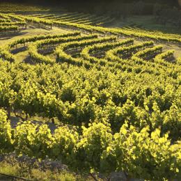 Yalumba&amp;#039;s Pewsey Vale vineyards
